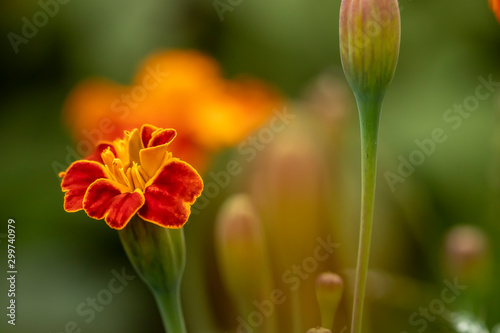 yellow marigold in the garden