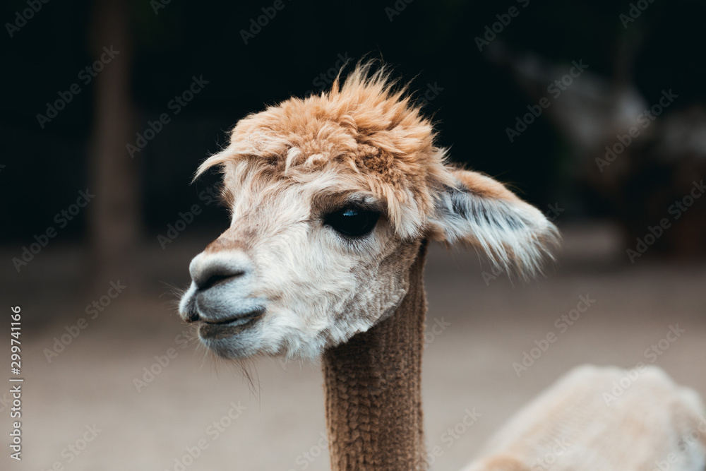 Obraz premium Lama Tierpark Greifswald