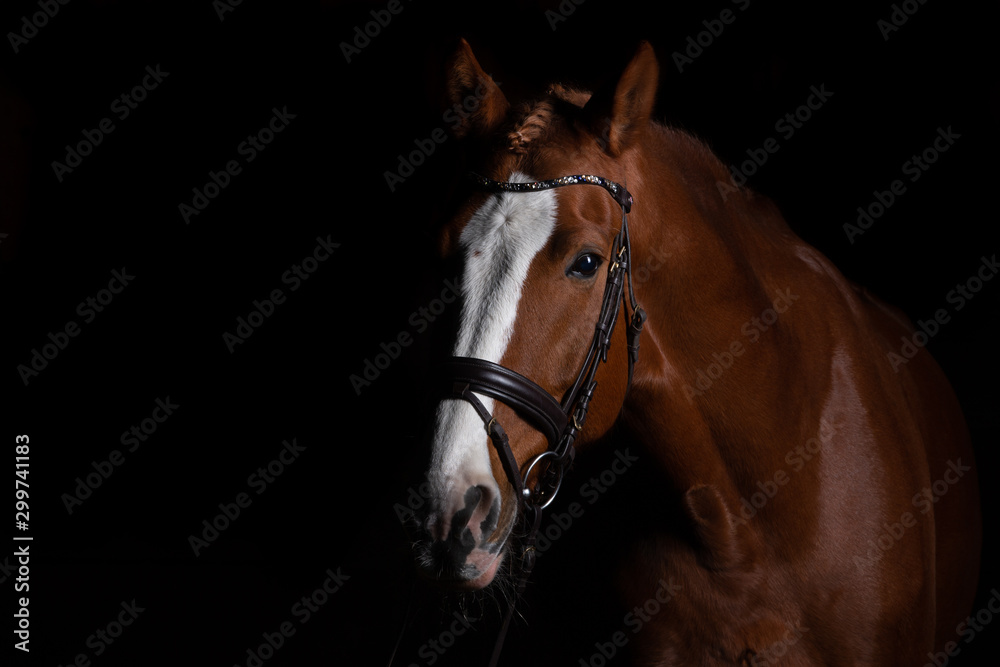 Horse head photographed in front of a black background and slit from one side.. Horse head photographed in front of a black background and slit from one side..