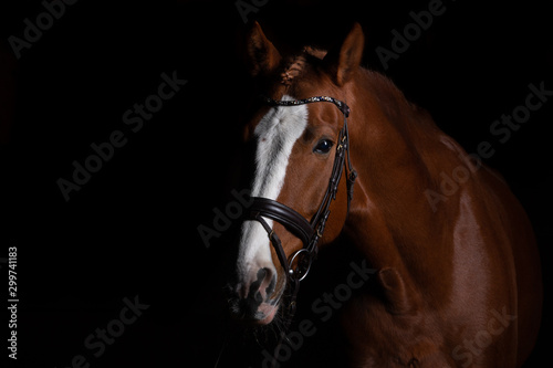 Horse head photographed in front of a black background and slit from one side Fototapeta