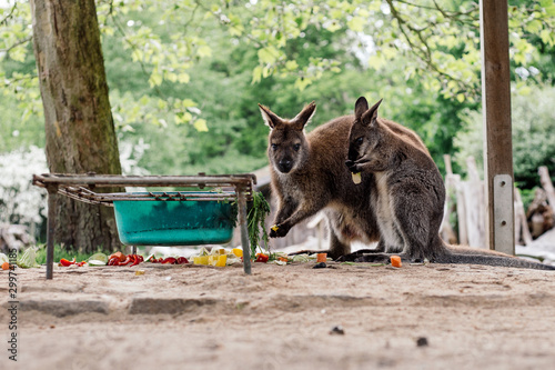 Kangaroobaby und Mutter Tierpark Greifswald photo