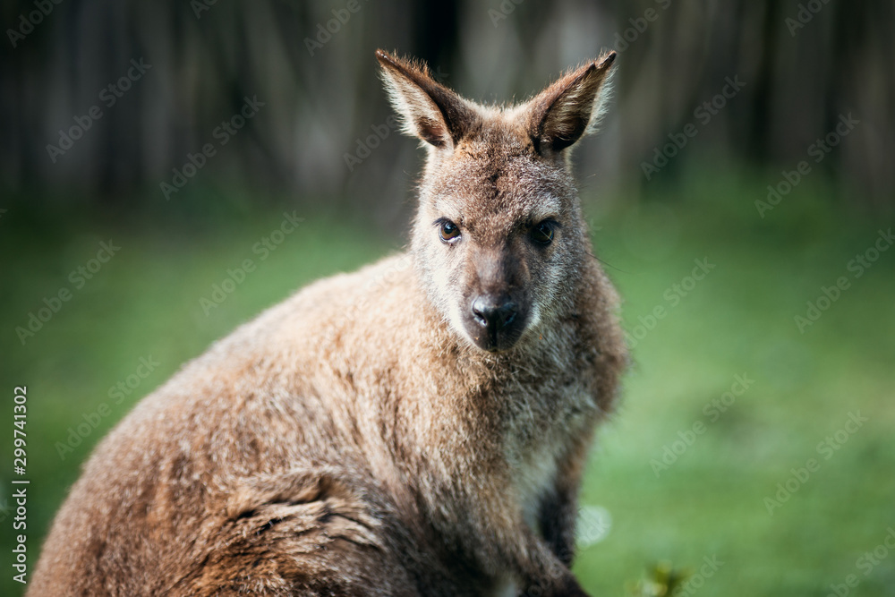 Kangaroo Tierpark Greifswald Kangaroo Tierpark Greifswald
