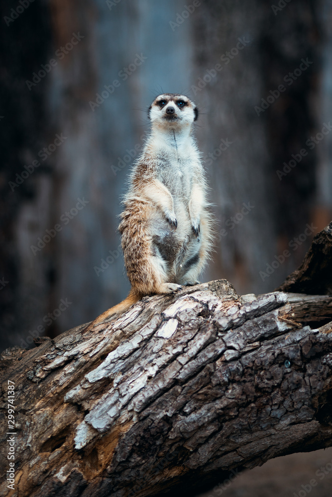 Fototapeta premium Erdmännchen Tierpark Greifswald