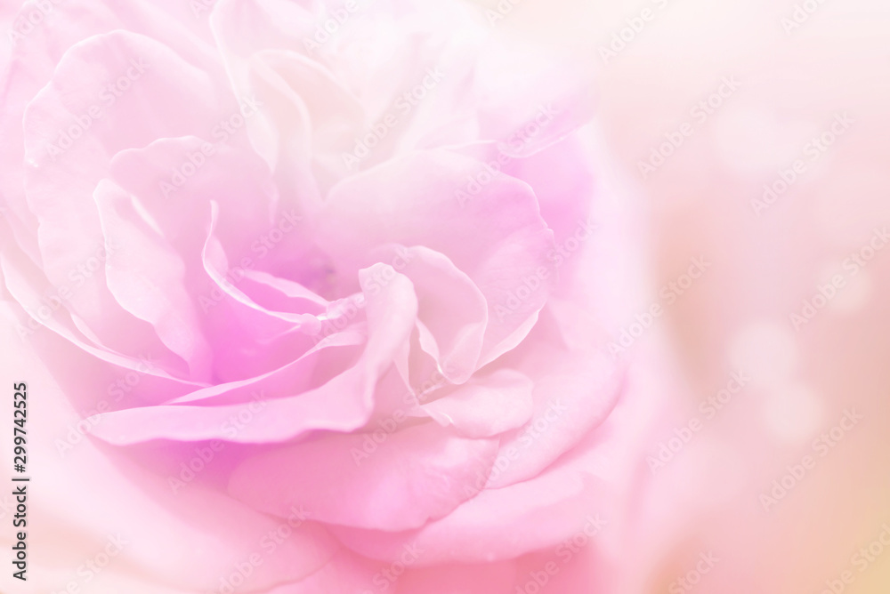 soft pink rose flower background for valentine card 