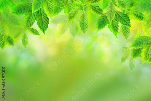 abstract nature background with branch of green leaves