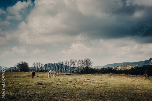 Pferde stehen auf der wiese vor dunklem himmel