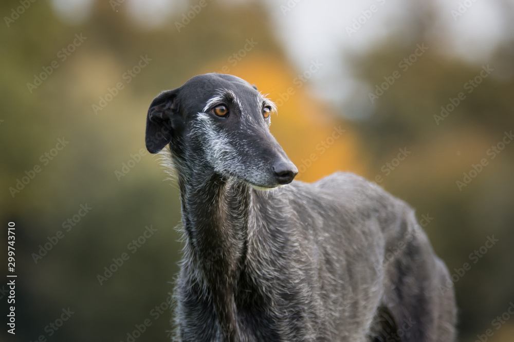 Portrait eines schwarzen Galgo Espanol Portrait eines schwarzen Galgo Espanol