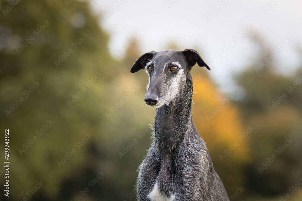 Portrait eines schwarzen Galgo Espanol Portrait eines schwarzen Galgo Espanol