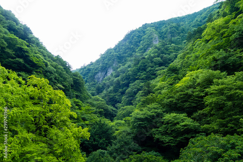 Deep Green Mountains