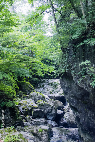 Rocks in Deep Forest