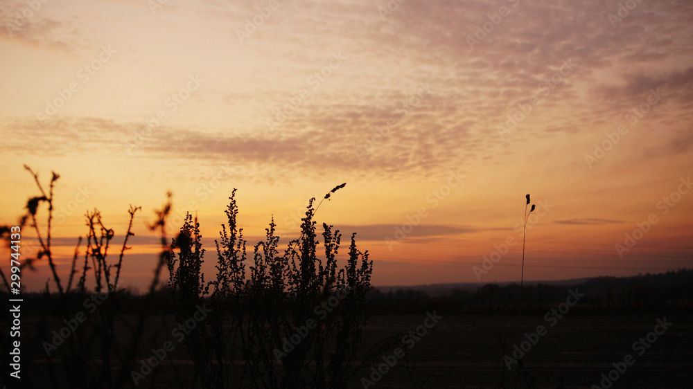 silhouette of grass by the road against the sunset sky
