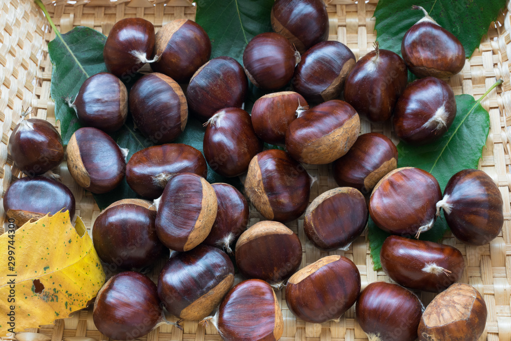 chestnuts inside a wicker basket with tree leaves chestnuts inside a wicker basket with tree leaves