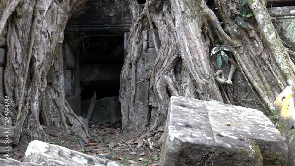 4K, Head of Buddha statue in the tree roots at Ta Prohm temple. Ancient monument ruins in Angkor Thom Cambodia. A popular tourist destination near Siem Reap in Asia. Buddhist God statue-Dan 4K, Head of Buddha statue in the tree roots at Ta Prohm temple. Ancient monument ruins in Angkor Thom Cambodia. A popular tourist destination near Siem Reap in Asia. Buddhist God statue-Dan