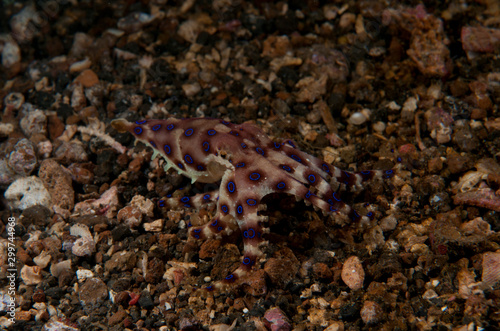 Blue ring octopus