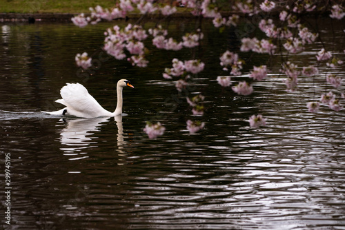 So romantioc Swan