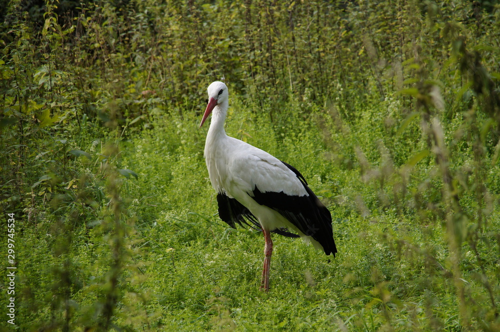 Fototapeta premium Storch