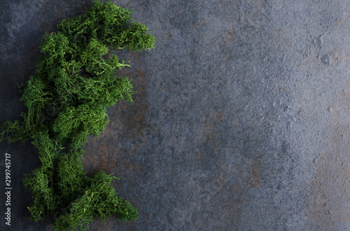 Top view of decorative moss on the grey surface. Empty space for text. Template for design