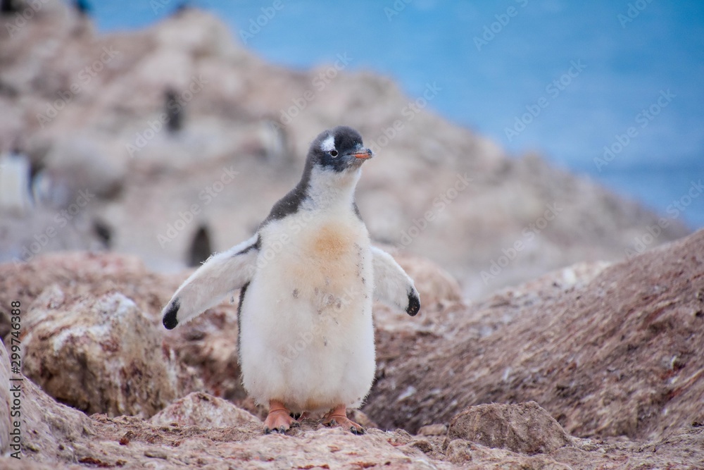 Fototapeta premium jeune manchot papou