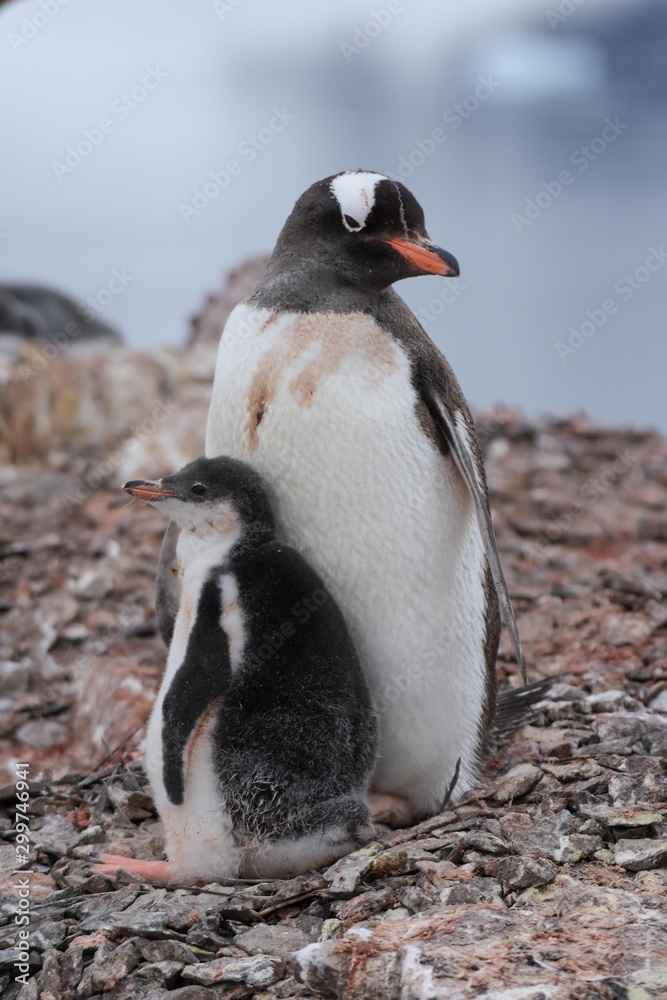 Naklejka premium manchot et son poussin
