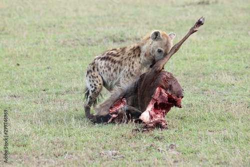 Spotted hyena (crocuta crocuta) eating a young wildebeest carcass in the african savannah.