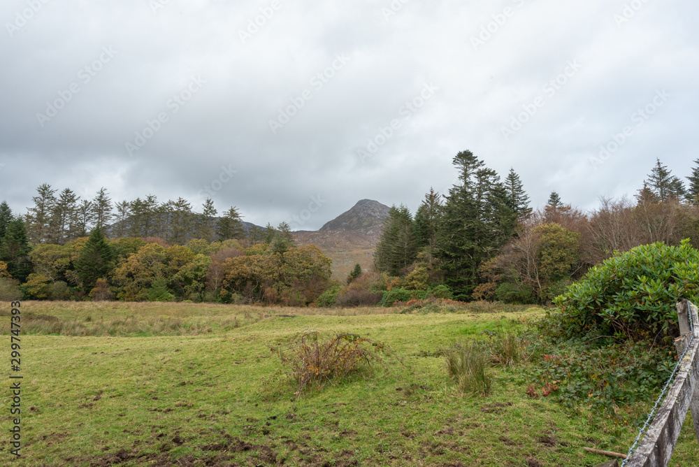 Obraz premium landscape with trees