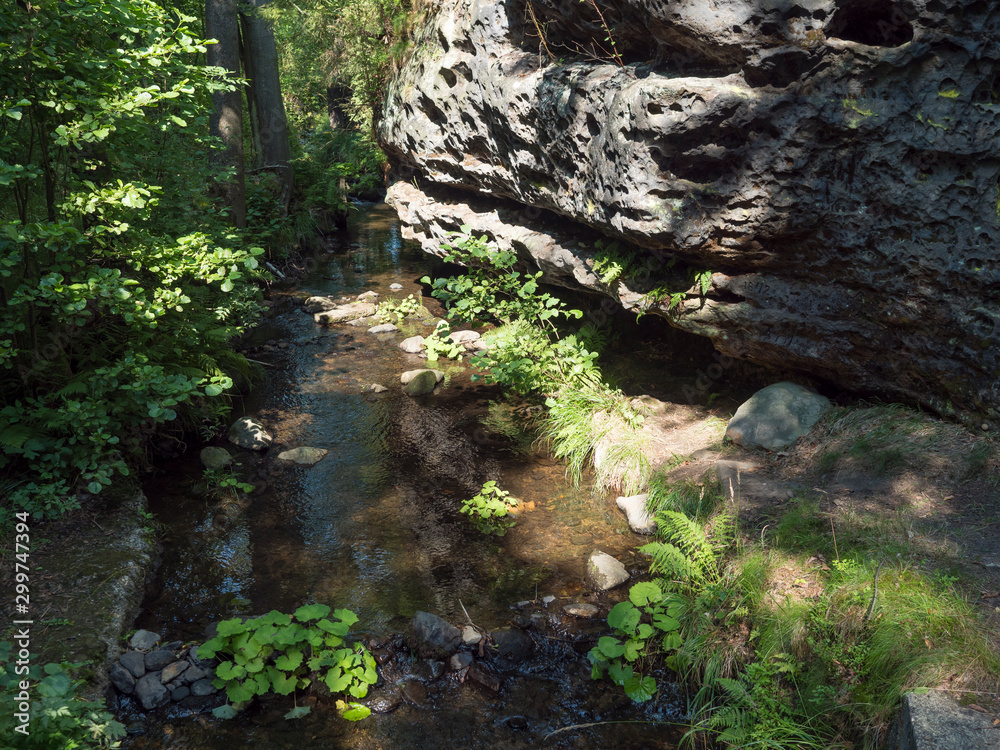 forest stream with sandstone rock, stone, fern, trees and green leaves in summer sunlight