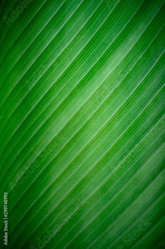 Banana green leaf texture close up. Tropical palm leaf with beautiful striped pattern for background
