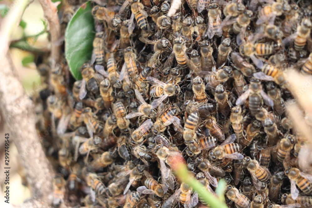 Closeup on bees on a bush. Closeup on bees on a bush.