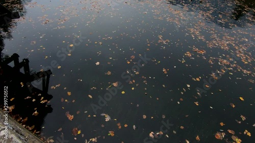 4K Rotating looking down lake in autumn season covered with leaves photo