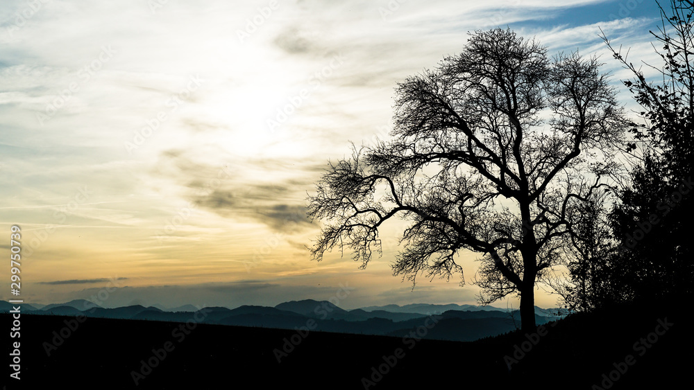 tree at sunset