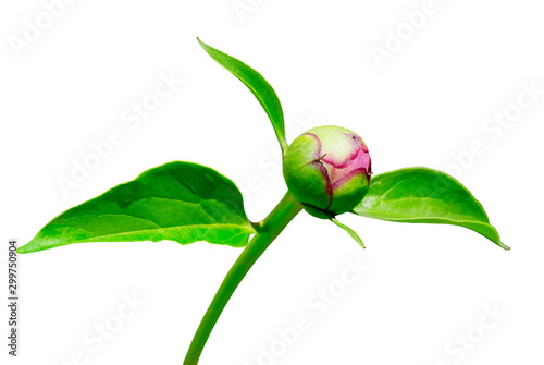 Fototapeta Naklejka Na Ścianę i Meble -  Closed bud of peony isolated on white background.