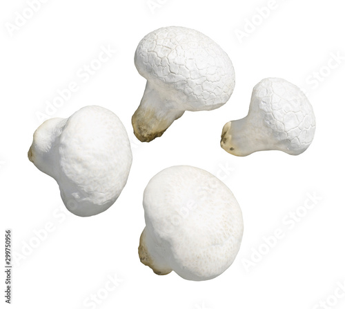 White mushroom on white isolated background