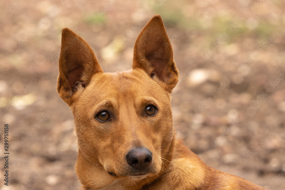 close up of Young Brown dog with raised ears