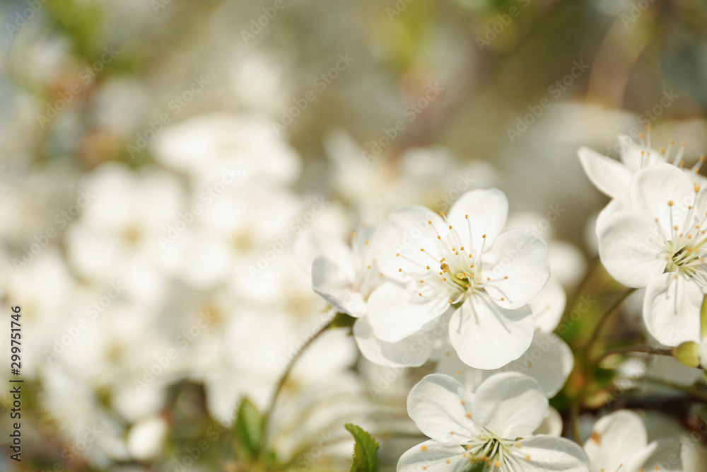 Blossoming cherry tree, closeup