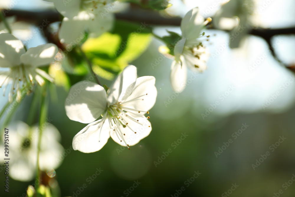 Blossoming cherry tree, closeup Blossoming cherry tree, closeup