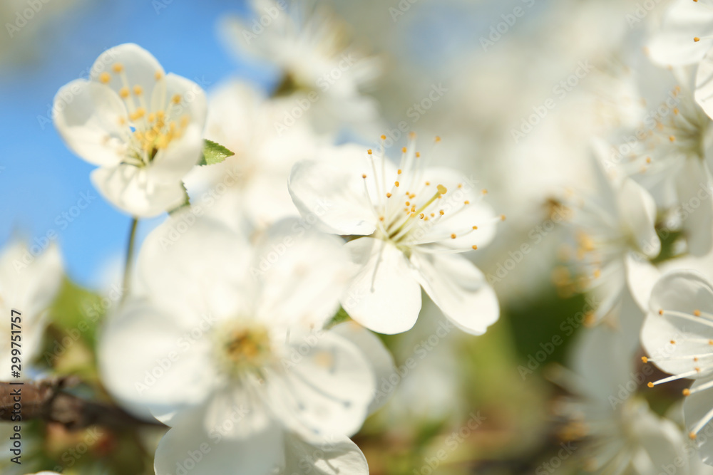 Blossoming cherry tree, closeup