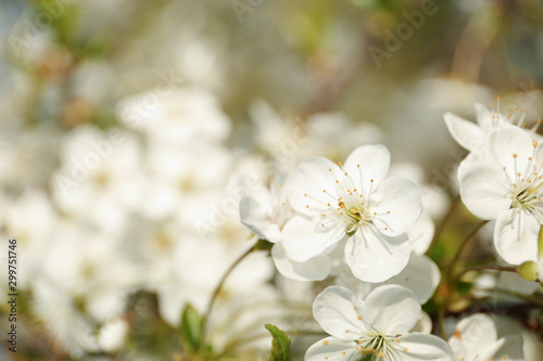 Blossoming cherry tree, closeup