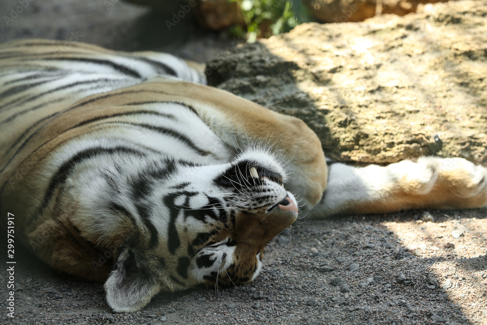 Naklejka premium Amur tiger sleeping at enclosure in zoo