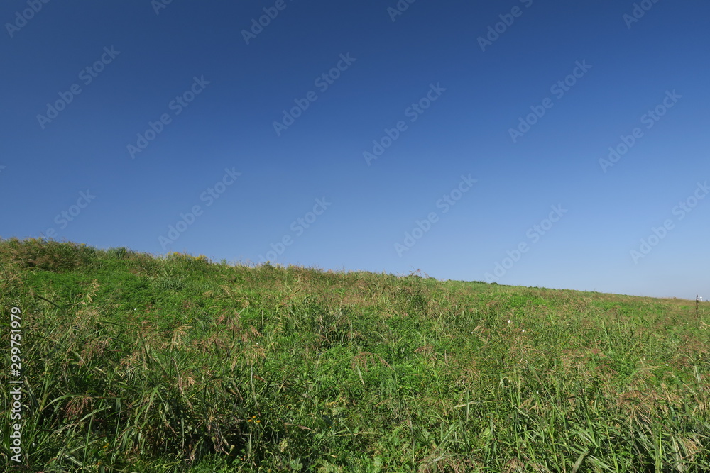 Fototapeta premium セイバンモロコシ茂る秋の江戸川土手風景