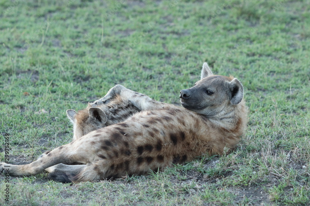 Spotted hyena (crocuta crocuta) nursing her cub in the african savannah. Spotted hyena (crocuta crocuta) nursing her cub in the african savannah.