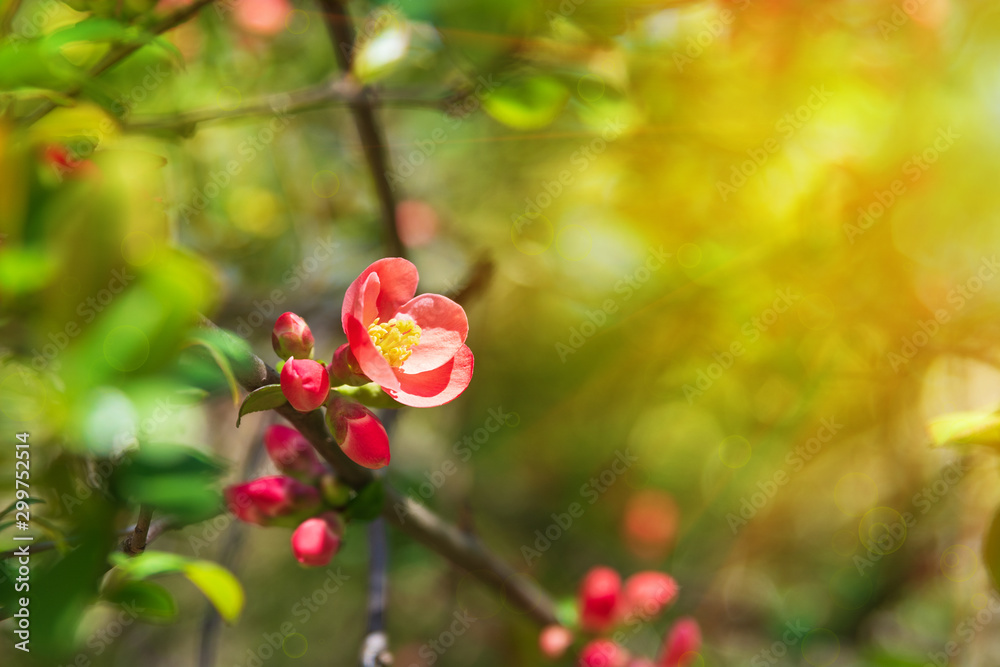 Obraz premium Close-up Chaenomeles (flowering quince, Japanese quince) blossom branch with sun lights. Spring background. Soft focus