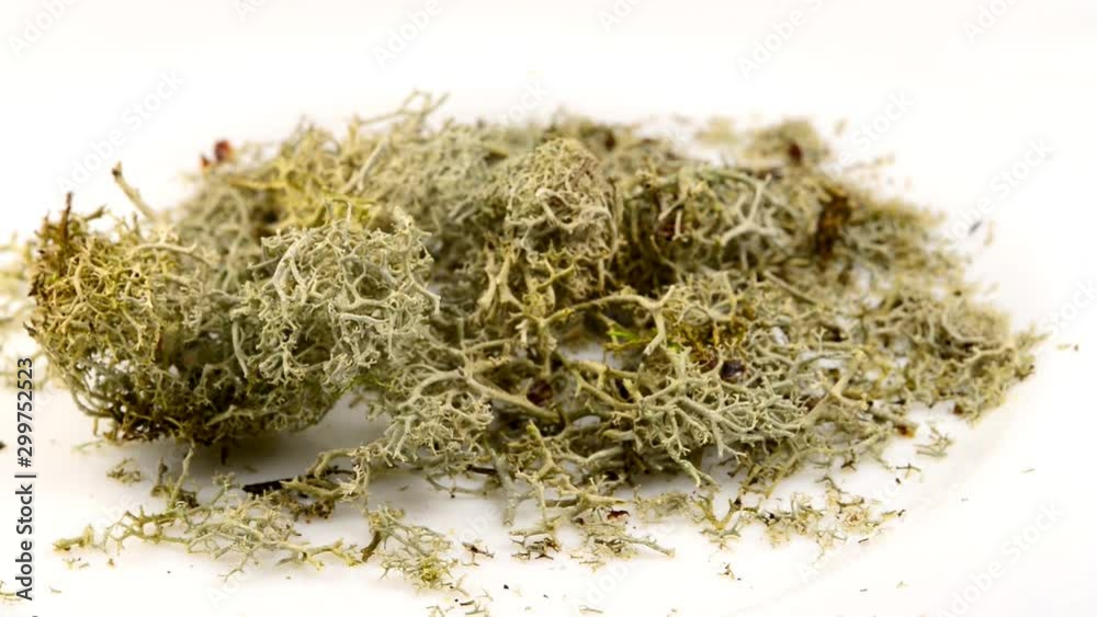 Iceland moss on a turn table