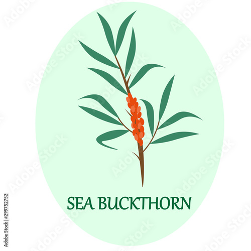 Sea-buckthorn branch in the frame