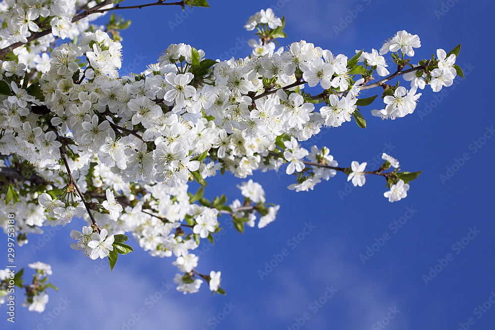 A lushly flowering cherry branch in spring. A lushly flowering cherry branch in spring.