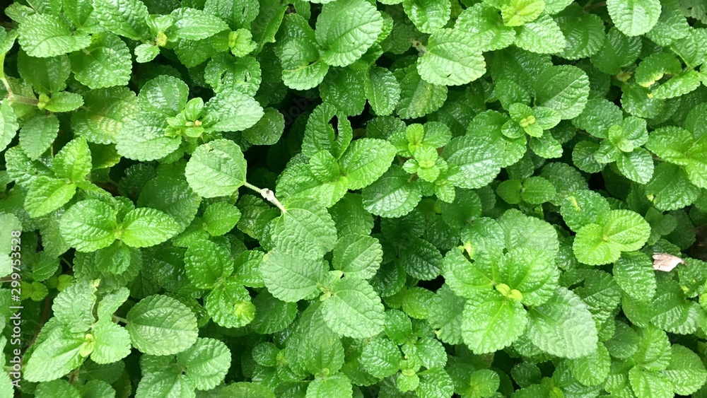 green leaves of peppermint , natural chemical pesticide 