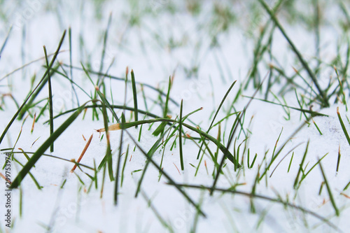 The first snow on the grass. Close-up. Background. Texture. © far700