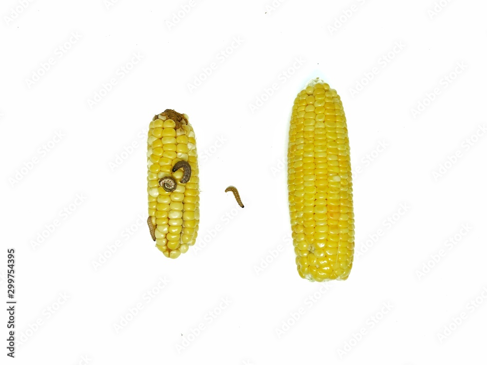 Corn Earworm and Fall armyworm, damage by biotic stress. Stock Photo