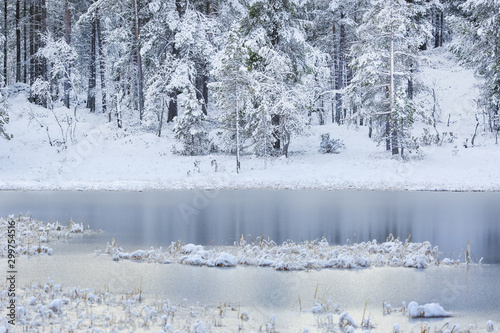 Frozen swamp photo