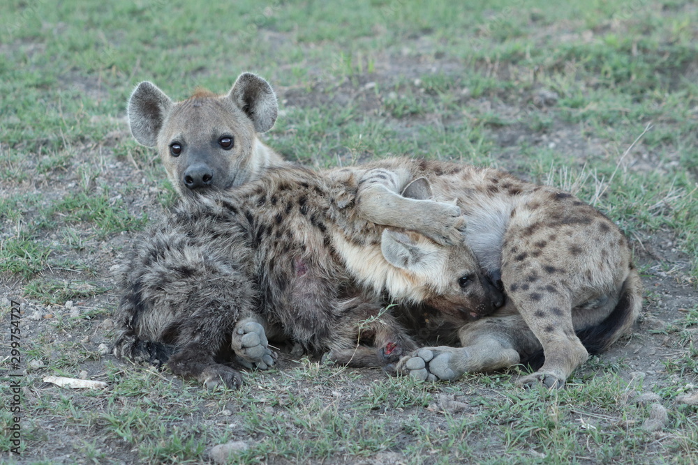 Spotted hyena (crocuta crocuta) nursing her cub in the african savannah. Spotted hyena (crocuta crocuta) nursing her cub in the african savannah.
