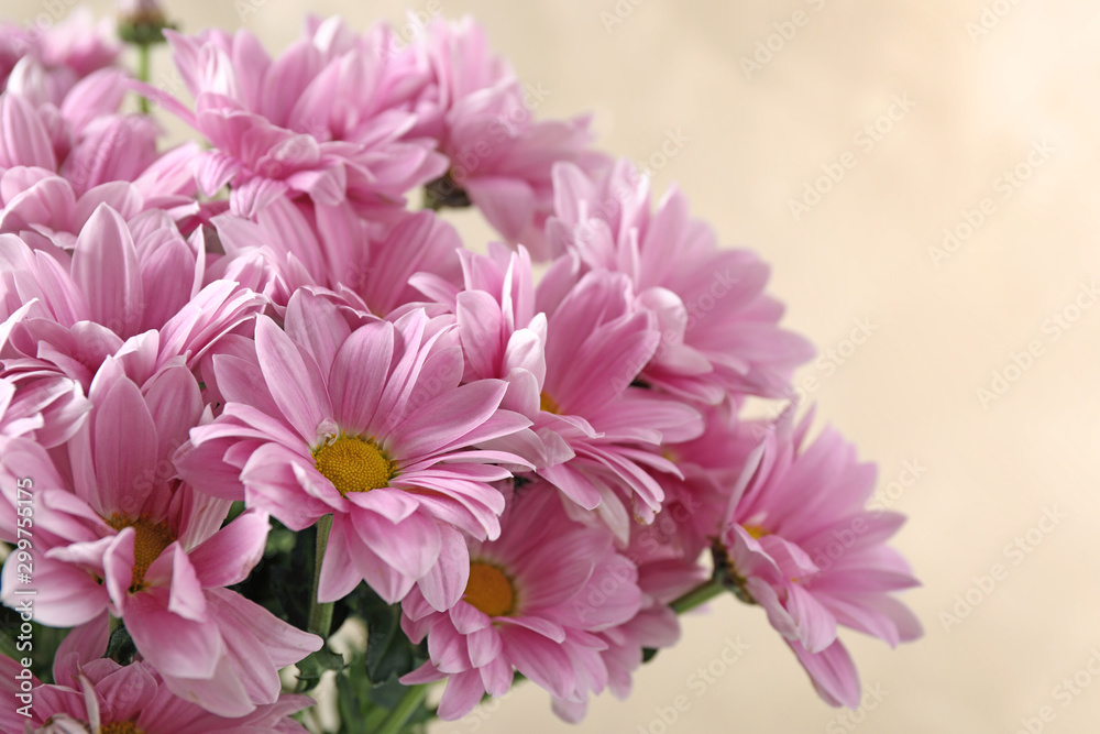 Beautiful pink chrysanthemum flowers on beige background, closeup